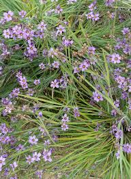 Image result for Thesium cymosum