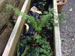 Image result for Eriosema burkei