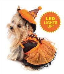 Witch Dog Costume Orange Black With Led Small Dog Costumes Dog Witch Costume Dog Costume