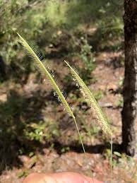 Image result for Ctenium