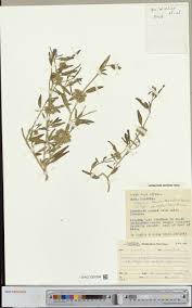 Image result for Suaeda merxmuelleri