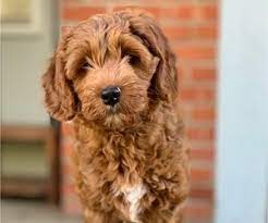 The main goal of the labradoodle was to create a hypoallergenic guide dog for people living with disabilities who were also allergic to dog fur and dander. Labradoodle Puppies For Sale In Hawaii Usa Page 1 10 Per Page Puppyfinder Com