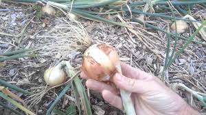 When to pull onions out of garden. How To Know When To Harvest Onions Youtube