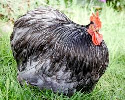 Pin Di Ayam Hias
