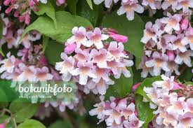 Image result for Kolkwitzia