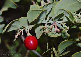 Image result for Stenostelma capense