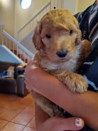 Our goldendoodle puppies for sale come from either usda licensed commercial breeders or hobby breeders with no more than 5 breeding mothers. Golden Doodle Puppies For Sale Ontario Ca 357744