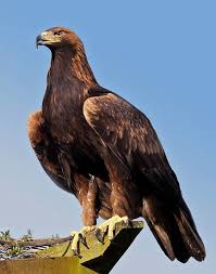 Afeganistao Aguia Dourada Aquila Chrysaetos Animals Animals Beautiful Birds Of Prey
