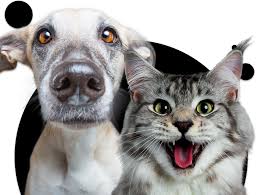 You just need to cover shipping. Itch Pet Flea Worming For Cats Dogs