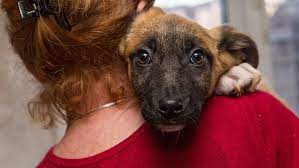Check out our nationwide database of dogs looking for good homes. Supportlocal Joburg Animal Rescues In The City Joburg Co Za