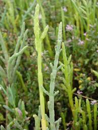 Image result for Salicornia perrieri