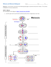 Explore 16 major differences between mitosis and meiosis by all aspects from their alternate names, duration phases, their functions & much more. Comparing Mitosis And Meiosis Venn Diagram