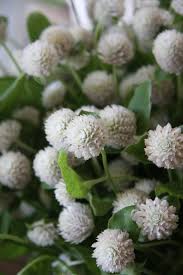 Pin By Sweetwater Escola On Garrdenn Globe Amaranth Annual Plants Flower Farm