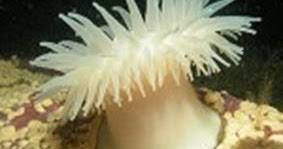 Maybe you would like to learn more about one of these? Melek Perikanan Anemon Laut Klasifikasi Morfologi Habitat Dll