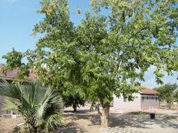 Image result for Pterocarpus