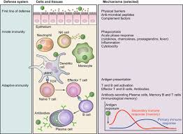 The Sleep Immune Crosstalk In Health And Disease Physiological Reviews