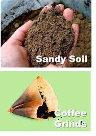 How much compost to add to clay soil. Garden Fixes From The Kitchen Sandy Soil Garden Soil Organic Gardening Pest Control