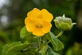 Image result for Abutilon indicum