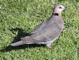 Pin On South Africa And Its Wildlife