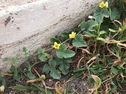 Image result for Cucumis prophetarum