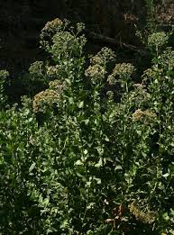 Image result for Pluchea dioscoridis