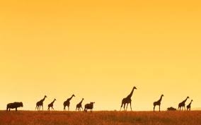 Check spelling or type a new query. African Landscape Most Beautiful Picture