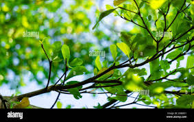 Image result for Terminalia neotaliala