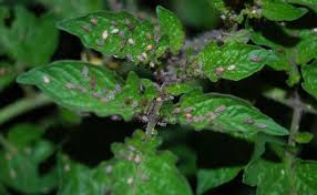Growing tomatoes is often the impetus for starting a vegetable garden, and every tomato lover dreams of growing the ultimate tomato: Aphids On Tomatoes How To Fight Folk Remedies In The Open Field And Greenhouse