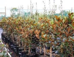 They're deciduous and evergreen trees and shrubs that can most accurately be described as magnificent—they're. Magnolia Grandiflora Little Gem Awa Nursery