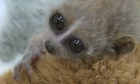 Watch A Baby Pygmy Slow Loris Snuggle With Its Teddy Bear Grist