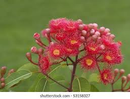 Check spelling or type a new query. Red Flowers Eucalyptus Summer Red Australian Stock Photo Edit Now 53158327
