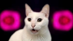 chicken dance cats version singing cats cats parody youtube nyan cat parody singing