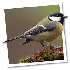 Image result for Kohlmeise vogelhouse