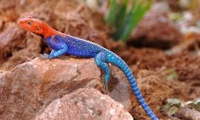 Common typical garden lizard in west africa, la somone, senegal. Freshmarine Com Red Head Agama Agama Agama Rainbow Lizard Buy Rainbow Agama Now And Save