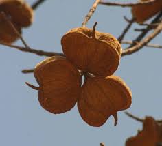 Image result for Sterculia africana