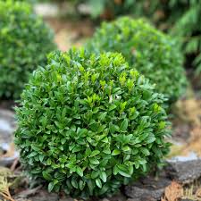 Image result for Buxus