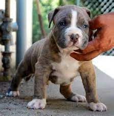 American Blue Brindle Pitbull Puppies With Blue Eyes - Bing Images Blue Brindle Pitbull Pitbull Puppies Puppies With Blue Eyes