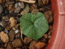 Image result for Nervilia crociformis