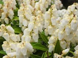 Image result for Pieris japonský debutante obrázek