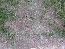 Their damage can then transfer to paving and other areas around the home. Field Ants Wisconsin Horticulture