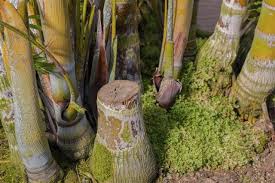 Water the bamboo patch with a garden hose or sprinkler. 3 Easy Methods That Tell You How To Kill Bamboo Naturally Gardenerdy