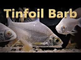 Tinfoil Barb Care Tank Set Up Guide Youtube The tinfoil barb (barbonymus schwanenfeldii) is a tropical southeast asian freshwater fish of the family cyprinidae. tinfoil barb care tank set up guide