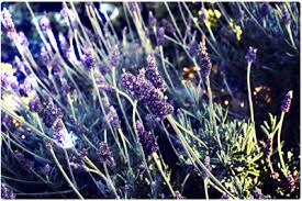 Connecting With Our Plant Allies Worts Cunning Apothecary Intersectional Herbalism Magickal Arts Herbalism Flower Essences Lavender Plant