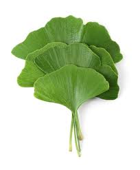 Ginkgo biloba, commonly known as ginkgo or gingko (both pronounced /ˈɡɪŋkoʊ/), also known as the maidenhair tree, is the only living species in the division ginkgophyta, all others being extinct. Super Strength Ginkgo Biloba Extract Pure Natural