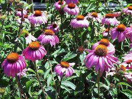 Image result for Echinacea purpurea `Magnus`