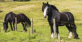 Obwohl wunden eine seltene quelle für botulismus sind, können sie mit bodenclostridien. Equine Grass Sickness Mein Pferd Mein Freund