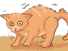 We did not find results for: 3 Ways To Stop A Kitten From Biting Wikihow