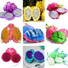 Maybe you would like to learn more about one of these? 200pcs New Rare Coloured Dragon Fruit Pitaya Hylocereus Costaricensis Rich Antioxidant Dragon Fruit Tree Dragon Fruit Pitaya Dragon Fruit