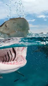 Kopekbaligi Sualti Kopekbaligi Shark Mavi Doga Yesilisev Maviyikoru Balik Su Deniz Kopek Baligi Sualti Hayvanlar