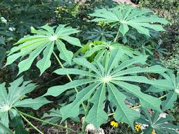 Image result for Manihot grahamii